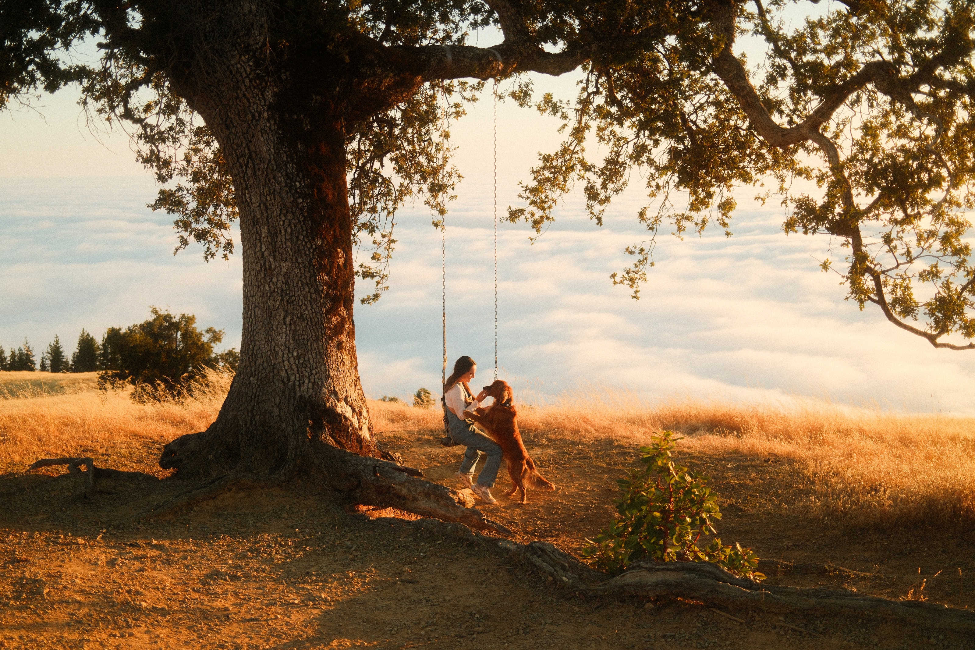 A lone oak on a golden California hilltop above a sea of fog, shot on the Fuji Vintage recipe