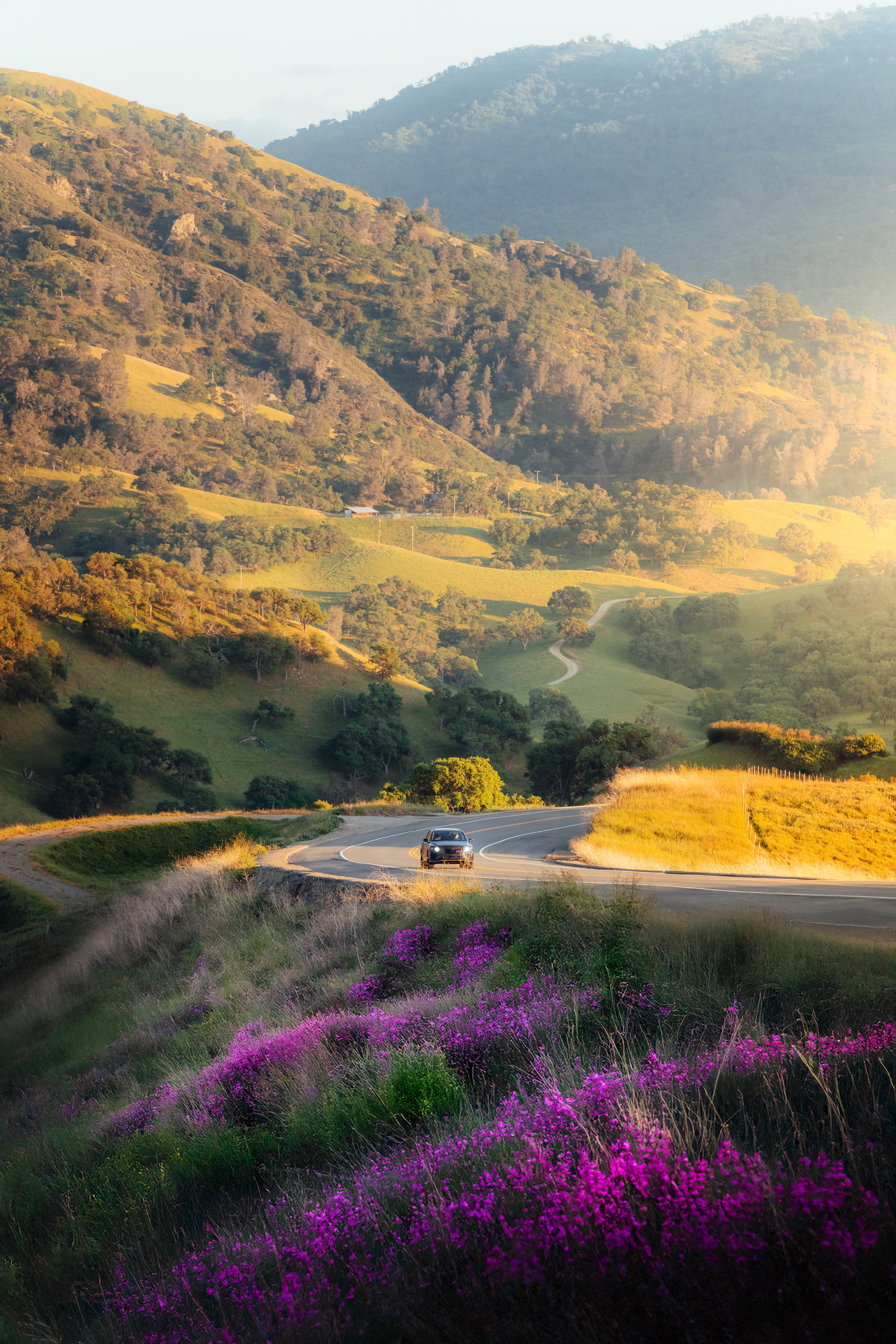 Bentayga on a winding golden-hills road, purple wildflowers in foreground