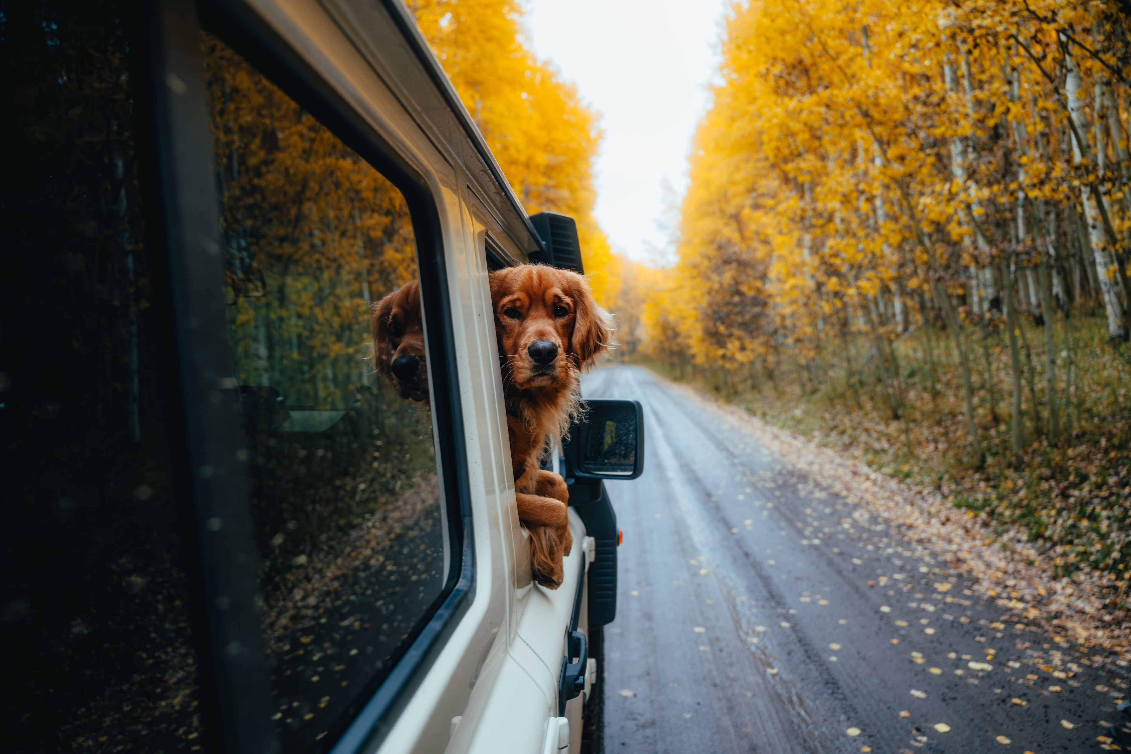 Two golden retrievers leaning out the Quartermaster window on a golden aspen road