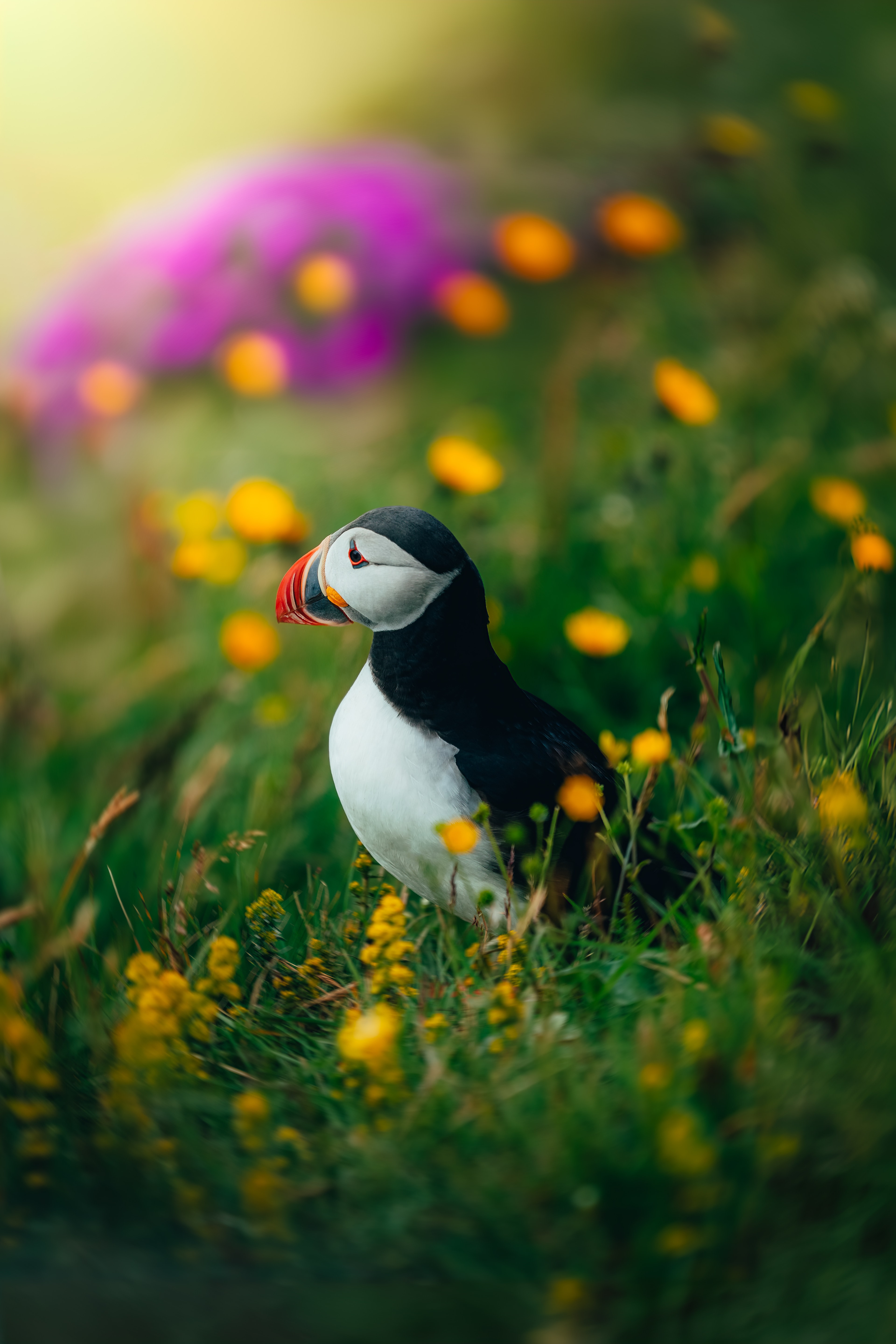 An Atlantic puffin among yellow and purple wildflowers on a clifftop