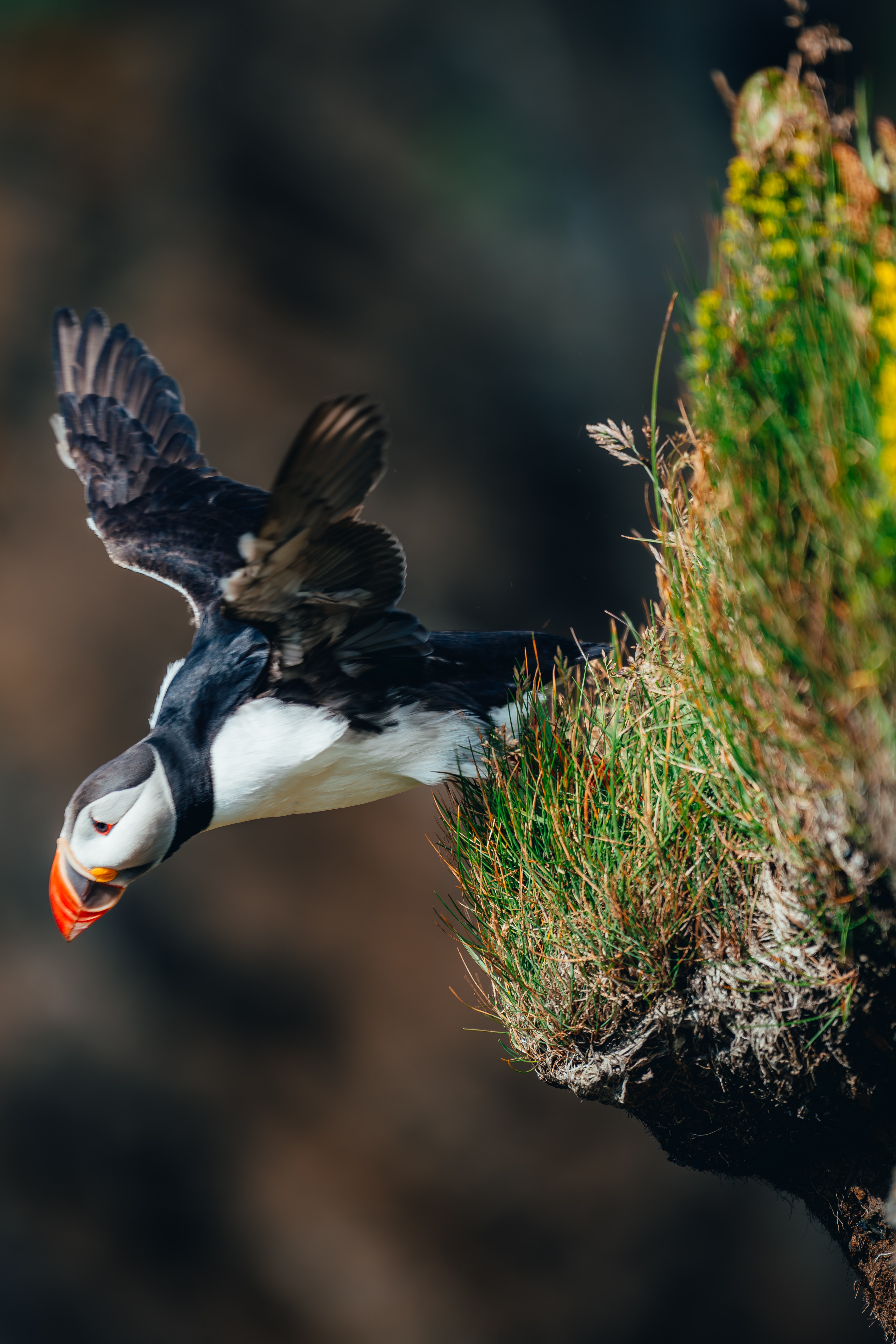An Atlantic puffin launching off the edge of a grassy sea cliff